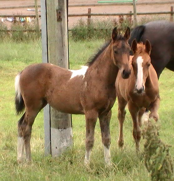 Coloured Foals - Coloured Stallion